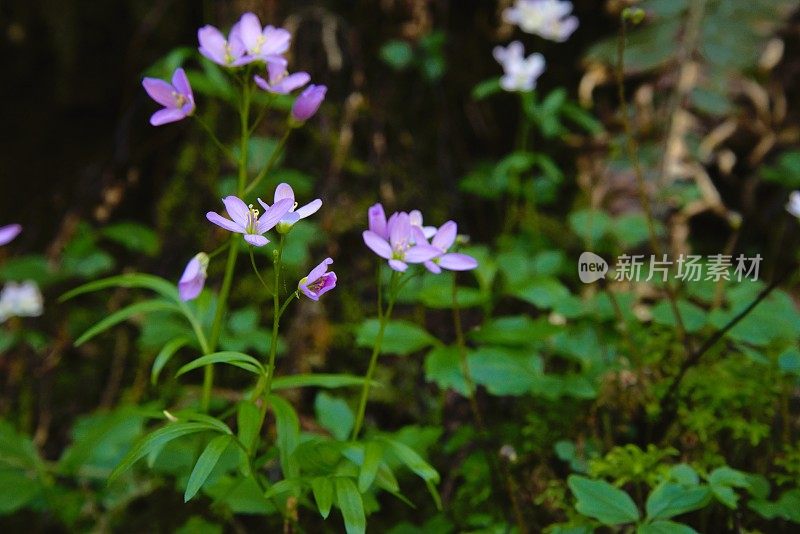 Close up of wildflowers with small pink blossoms growing out of the forest floor